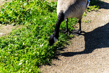 The green Lake with Canada Goose  in the Golden Gate Park