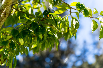 The green Lake view in the Golden Gate Park
