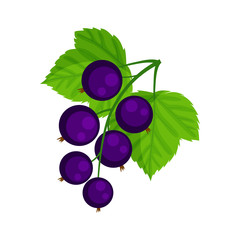 Black currant vector illustration isolated on white .