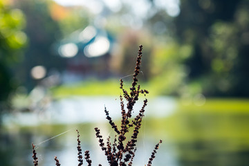 The green Lake view in the Golden Gate Park