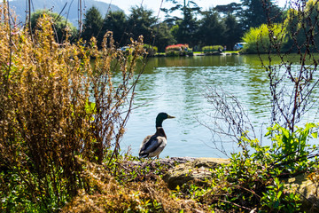 The green Lake with duck in the Golden Gate Park
