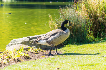 The green Lake with Canada Goose  in the Golden Gate Park