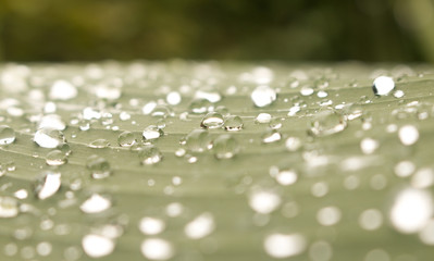 Fototapeta premium Close up of Water drops on green leaf with nature in rainy season background