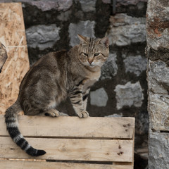 Cat on a bench, Budva, Montenegro