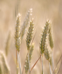 Closeup of wheat field in warm evening light, short depth of focus