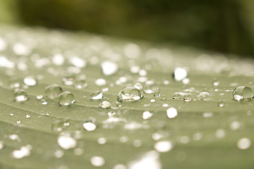 Close up of Water drops on green leaf with nature in rainy season background