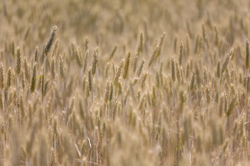 Wheat field in warm evening light, short depth of focus
