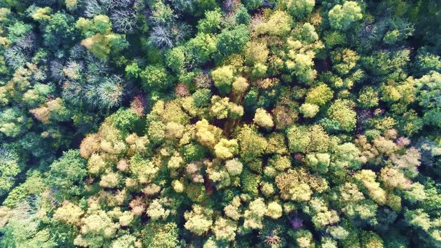 Drone flight vertical climb over a dense woodland area during a summer to autumn transition.
