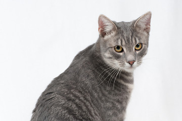 Obraz premium Beautiful grey cat