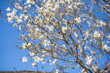 tree with white flowers