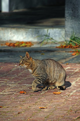 Obraz premium gray cat on paving slabs in the yard