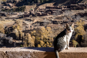 Atlas Mountains Cat
