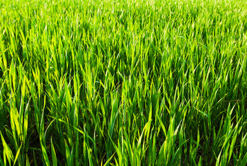 green wheat field