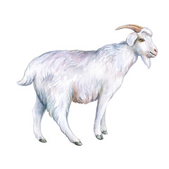 White goat isolated on a white background. Watercolor. Illustration. Template. Hand drawing. Clipart. Close-up