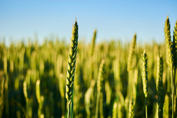Fototapeta premium Close up of green wheat field at sunset. Selective focus