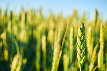 Close up of green wheat field at sunset. Selective focus © Petr Bonek
