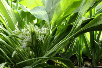 Allium are known as wild garlic.