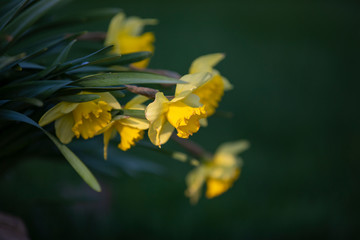 daffodil bouquet