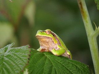 Green frog on leaf