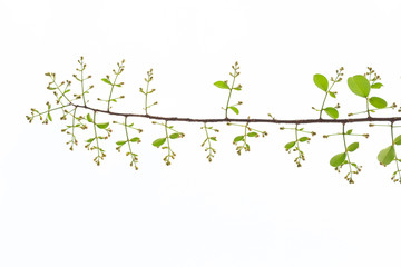 Lagerstroemia floribunda flower, also known as Thai crape myrtle and kedah bungor, is a species of flowering plant in the Lythraceae family. It is native of the tropical region of Southeast Asia