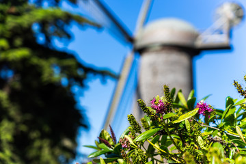 windmill in the park