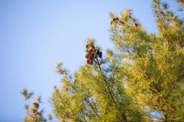 pines
