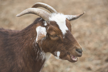 Close up portrait of goat with mouth open