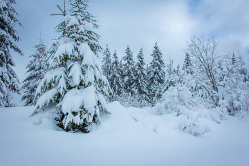 Snow covered pine trees