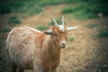 Naklejka na ściany i meble Portrait of a goat