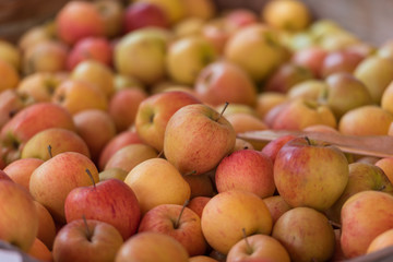 Pile of freshly harvested apples