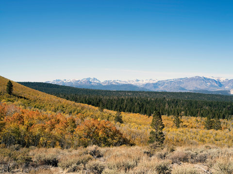 Orange color  smf yellow color tree during autumn in the mountains of the Eastern Sierras.