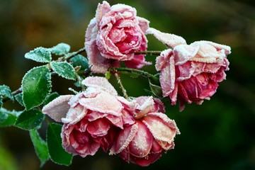 Rose freezing under the first snow in the garden close-up.