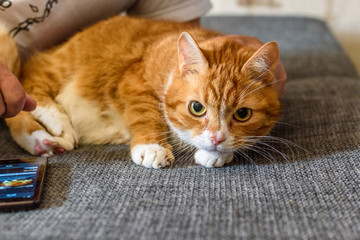 red homemade cat resting lying on the couch