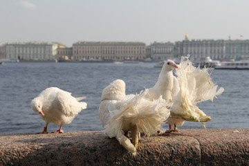 A few white doves on the railing near water