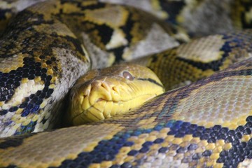 Python im Schlaf