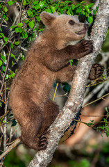 Obraz premium Brown bear cub climbs a tree. Natural habitat. In Summer forest. Sceintific name: Ursus arctos.