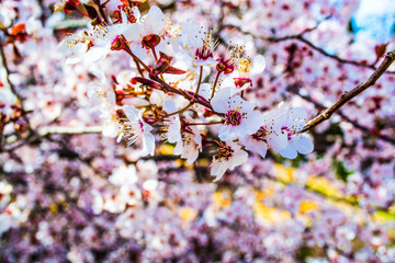 Cherry Blossoms 