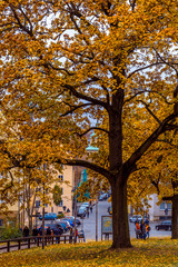 Fototapeta premium Goldener Herbst