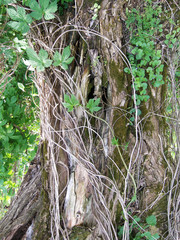 The trunk of an old tree, overgrown with grass and entwined with hops.