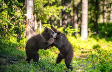 Obraz na płótnie Canvas Brown Bear Cubs playfully fighting, Scientific name: Ursus Arctos Arctos. Summer green forest background. Natural habitat.