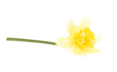 Naklejka na ściany i meble Yellow daffodil isolated on white. 