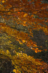 Autumn beech wood