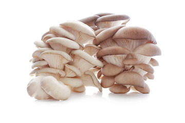 Pleurotus on white background