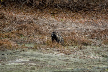 Fototapeta premium Young raccoon dog on the river Bank. Raccoon dog in search of food. Beautiful wildlife.