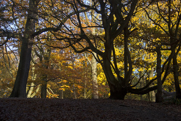 Fototapeta premium Autumn trees in sunshine
