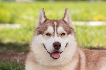 Portrait of siberian husky