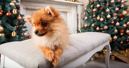 Small cute funny pomeranian dog sitting at sofa on Christmas tree background