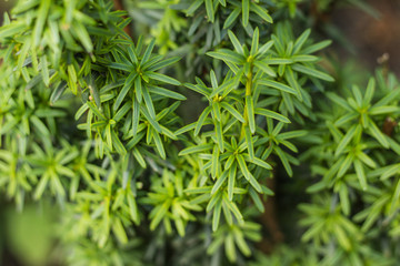 European yew (Taxus baccata) is a conifer native to western, central and southern Europe, northwest Africa, northern Iran and southwest Asia.