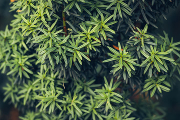 European yew (Taxus baccata) is a conifer native to western, central and southern Europe, northwest Africa, northern Iran and southwest Asia.