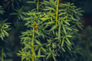 European yew (Taxus baccata) is a conifer native to western, central and southern Europe, northwest Africa, northern Iran and southwest Asia.